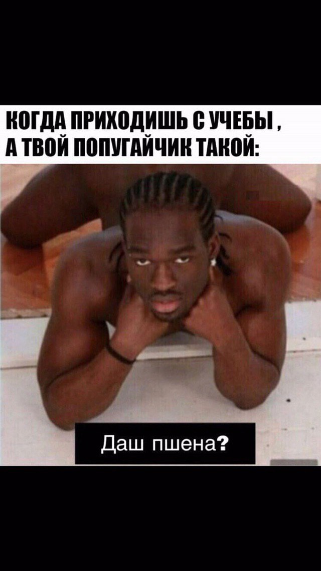 КОГДА ПРИХОДИШЬ С УЧЕБЫ АТВОЙ ПОПУГАЙЧИК ТАКОЙ: Даш пшена?