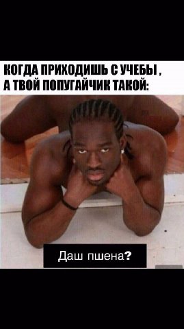 КОГДА ПРИХОДИШЬ С УЧЕБЫ АТВОЙ ПОПУГАЙЧИК ТАКОЙ: Даш пшена?