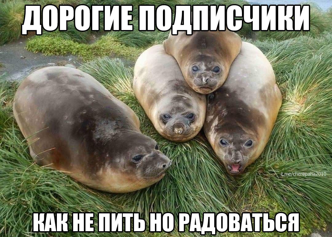 ПИСЧИКИ ME ДОРОГ a 4. я 0 КАКНЕПИТЬ НО РАД