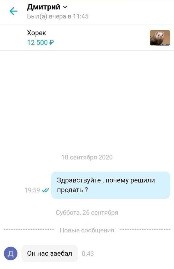 Дмитрий Был(а) вчера Хорек 12 500? Здравствуйте почему решили 55 продать? Он нас заебал