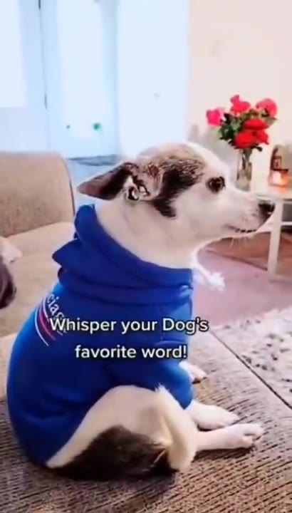 \\Whisper your Dogis