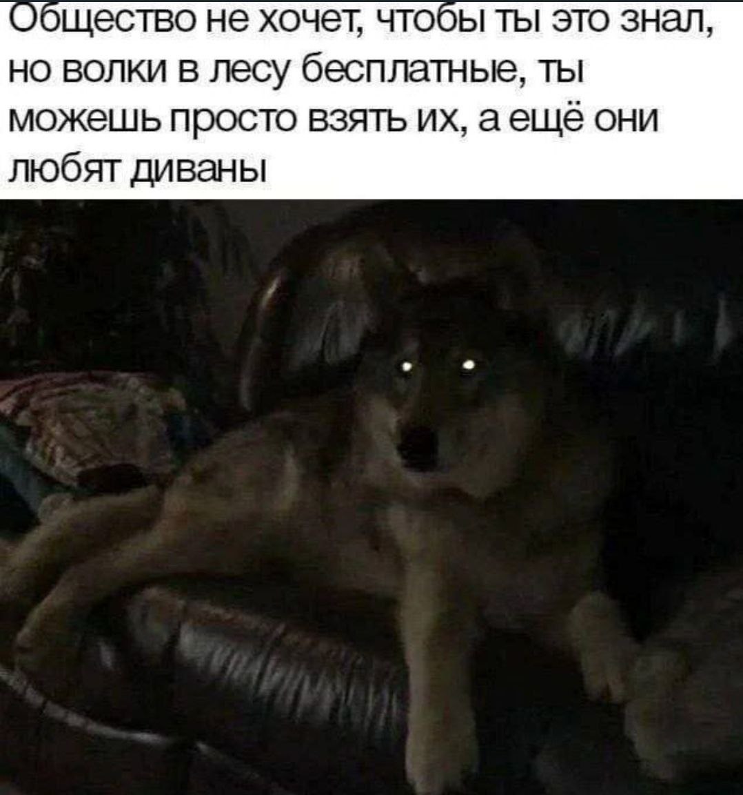 Общество не хочет, чтобы ты это знал, но волки в лесу бесплатнье, ты можешь просто взять аещё они любят диваны