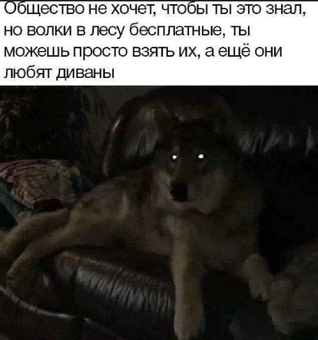 Общество не хочет, чтобы ты это знал, но волки в лесу бесплатнье, ты можешь просто взять аещё они любят диваны
