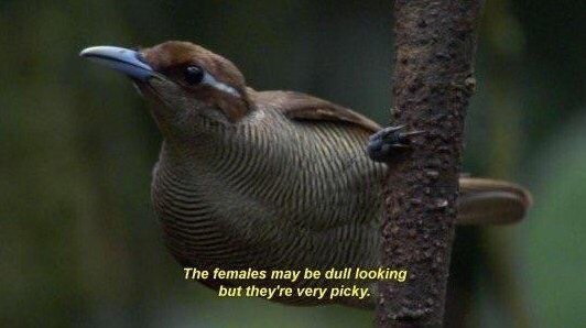 2 The females may be dull looking but they're very picky.