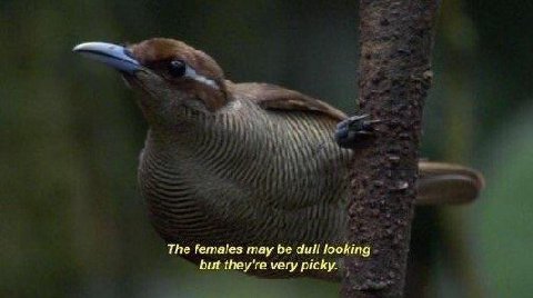 2 The females may be dull looking but they're very picky.