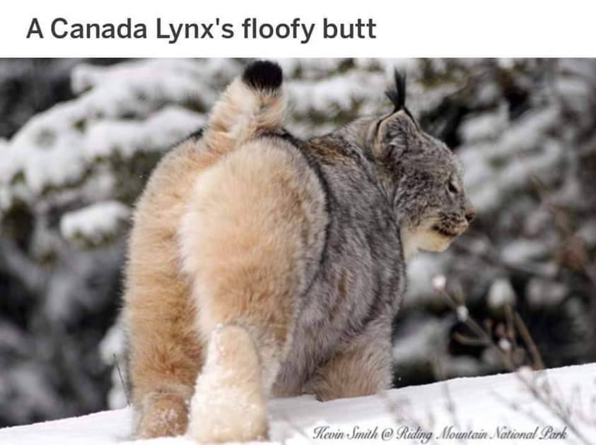 А Canada Lynx's floofy butt Kevin National