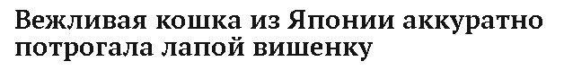 Вежливая кошка из Японии аккуратно потрогала лапой вишенку