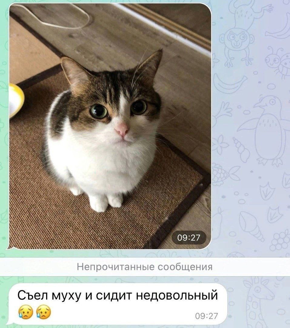 i 09.27 Непрочитанные сообщения Съел муху и сидит недовольный 09:2