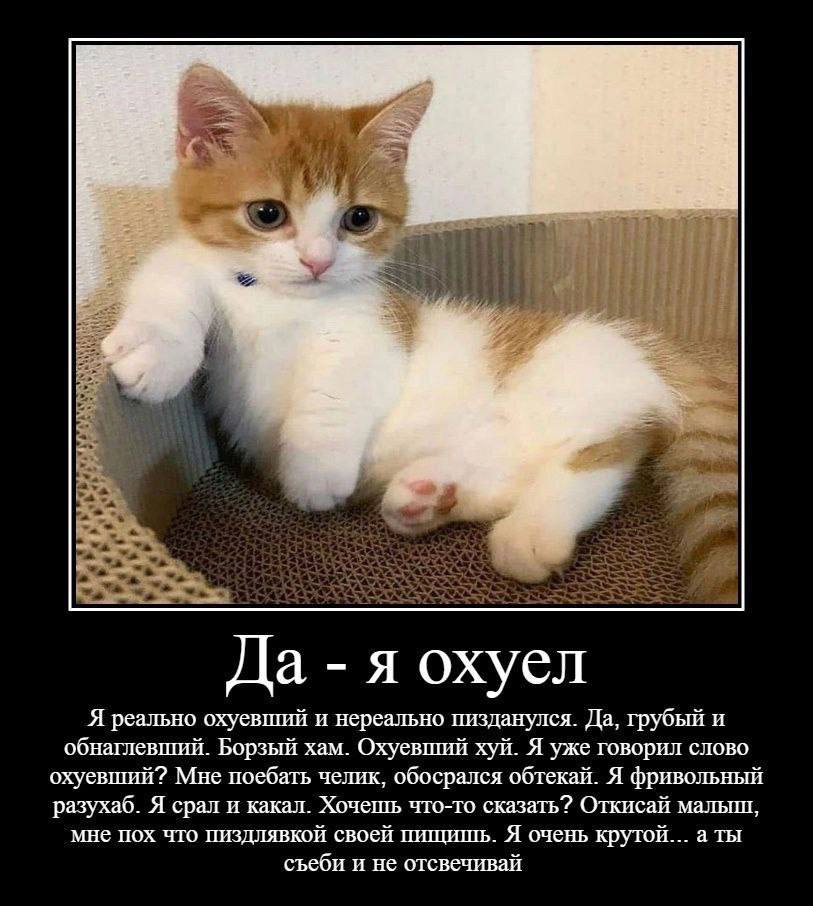 Да я охуел Я реально охуевигий и нереально пизданулся. Да, грубый и обнаглевший. Борзый хам. Охуевший хуй. Я уже говорил слово охуевший? Мне поебать челик, обосрался обтекай. Я фривольный разухаб. Я с