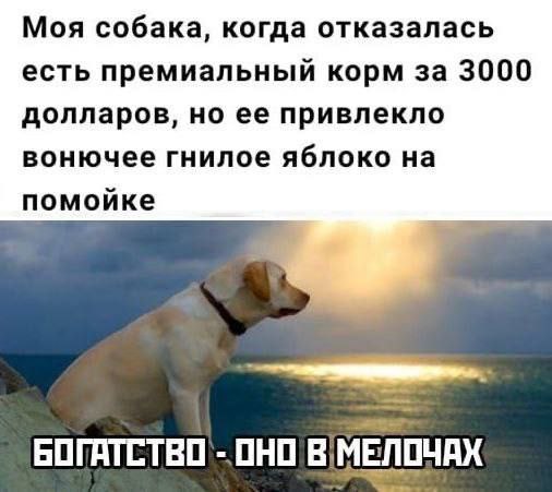Моя собака, когда отказалась есть премиальный корм за 3000 долларов, но ее привлекло вонючее гнилое яблоко на помойке ОНО