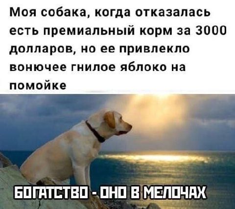 Моя собака, когда отказалась есть премиальный корм за 3000 долларов, но ее привлекло вонючее гнилое яблоко на помойке ОНО