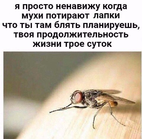 Я просто ненавижу когда мухи потирают лапки что ты там блять планируешь, твоя продолжительность жизни трое суток