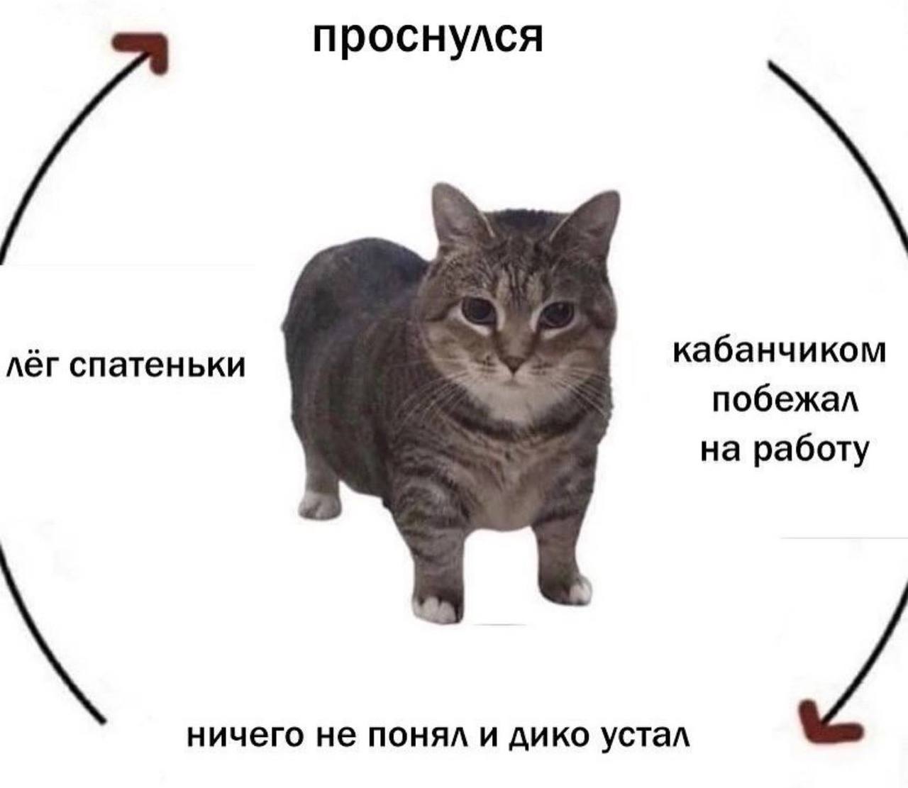 проснулся лёг спатеньки кабанчиком побежал на работу ничего не понял и дико устал