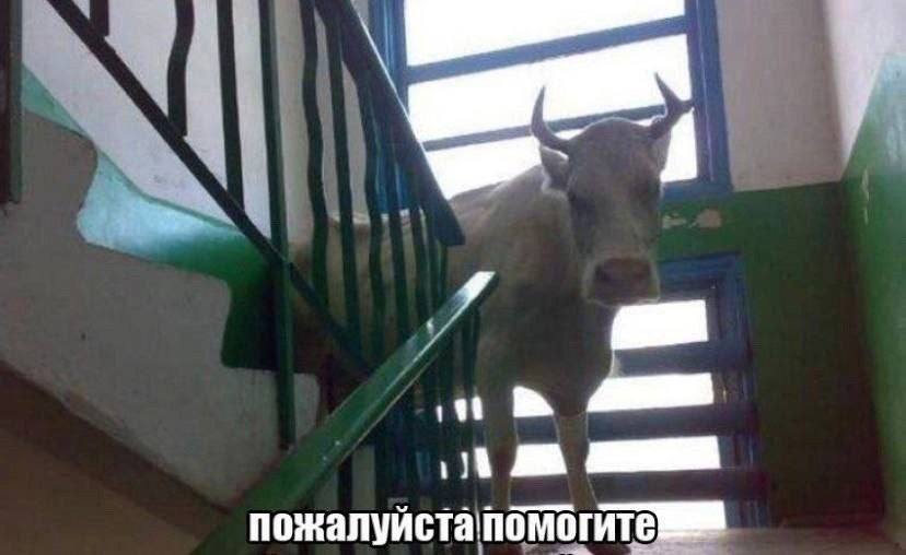 пожалуйстапомогите