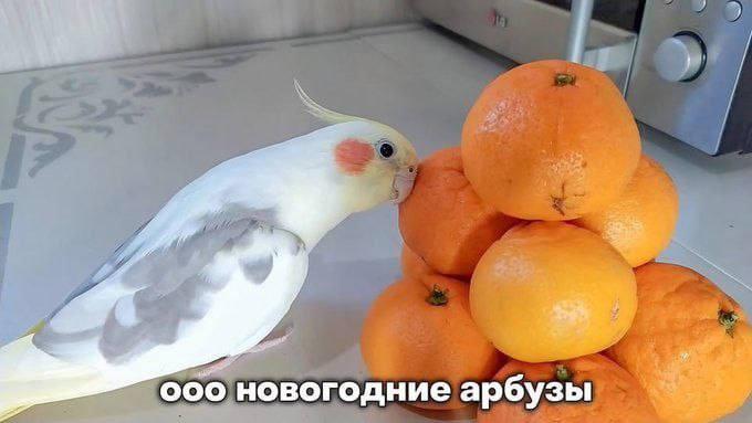 о новогодние арбузы