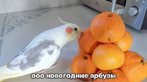 о новогодние арбузы