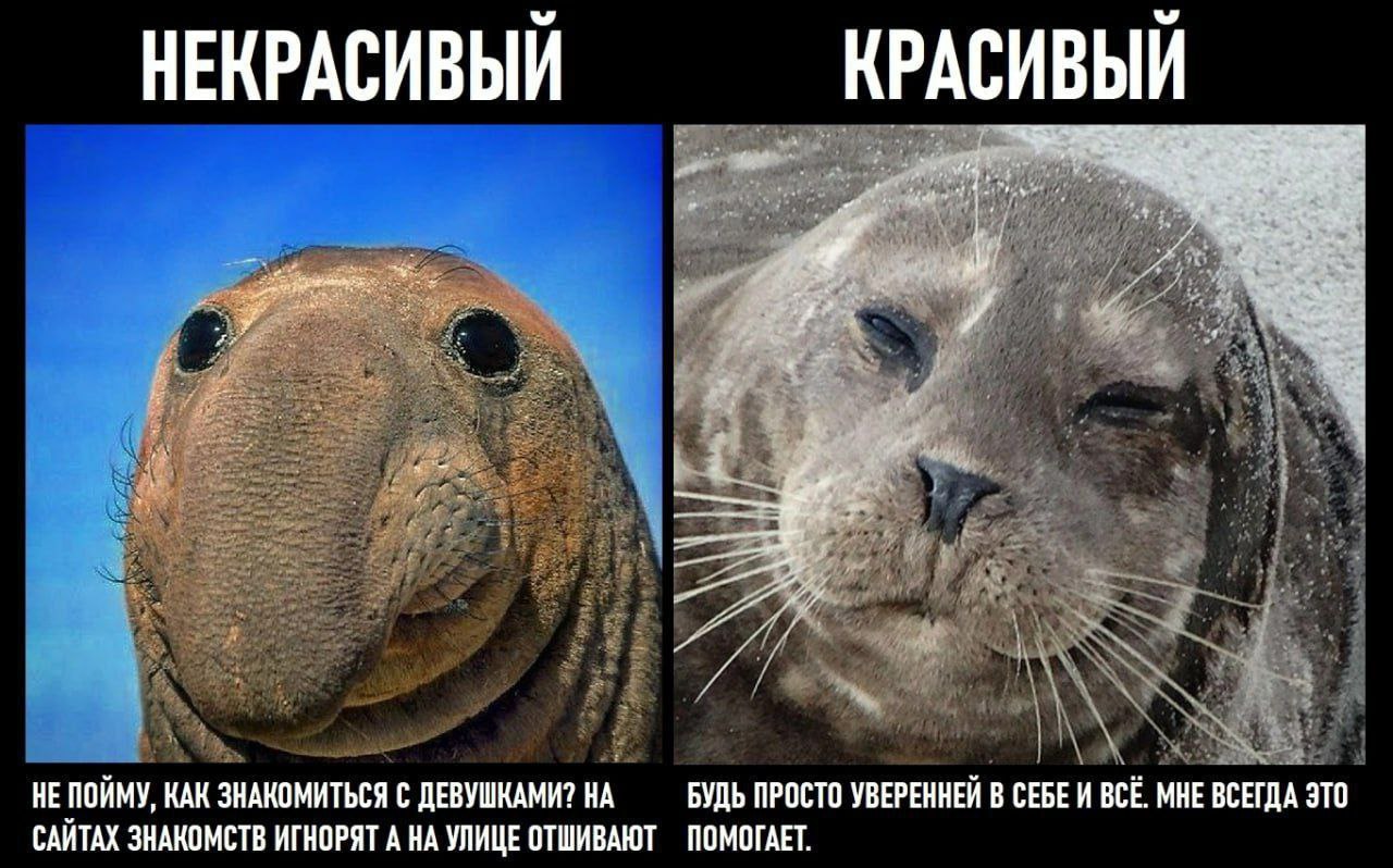 НЕКРАСИВЫЙ КРАСИВЫЙ НЕ ПОЙМУ, КАК ЗНАКОМИТЬСЯ С ДЕВУШКАМИ? НА БУДЬ ПРОСТО УВЕРЕННЕЙ В СЕБЕИ BCE. МНЕ ВСЕГДА ЭТО САЙТАХ ЗНАКОМСТВ ИГНОРЯТ А НА УЛИЦЕ ОТШИВАЮТ ПОМОГАЕТ.