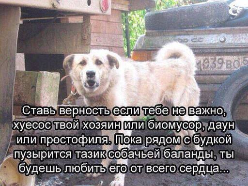 Ставё Hel важно, хуесос твой хозяин[или даун или простофиля. ока рядом"с будкой пузырится тазик, ‘собачьей баланды, ты будешь от всего сердца.