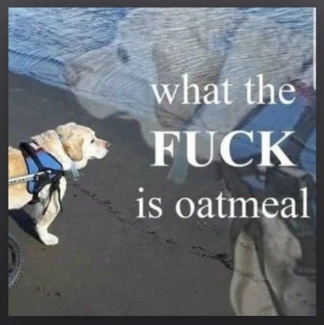 what the FUCK is oatmeal