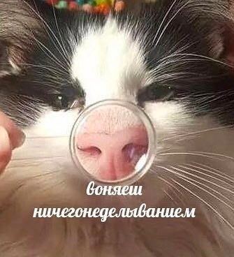 а и у боняеш