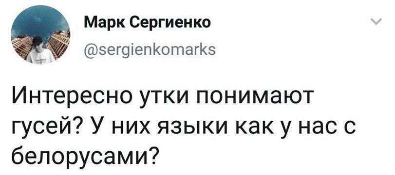 Марк Сергиенко @sergienkomarks Интересно утки понимают гусей? У них языки каку нас с белорусами?