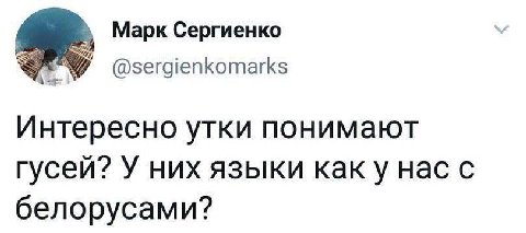 Марк Сергиенко @sergienkomarks Интересно утки понимают гусей? У них языки каку нас с белорусами?