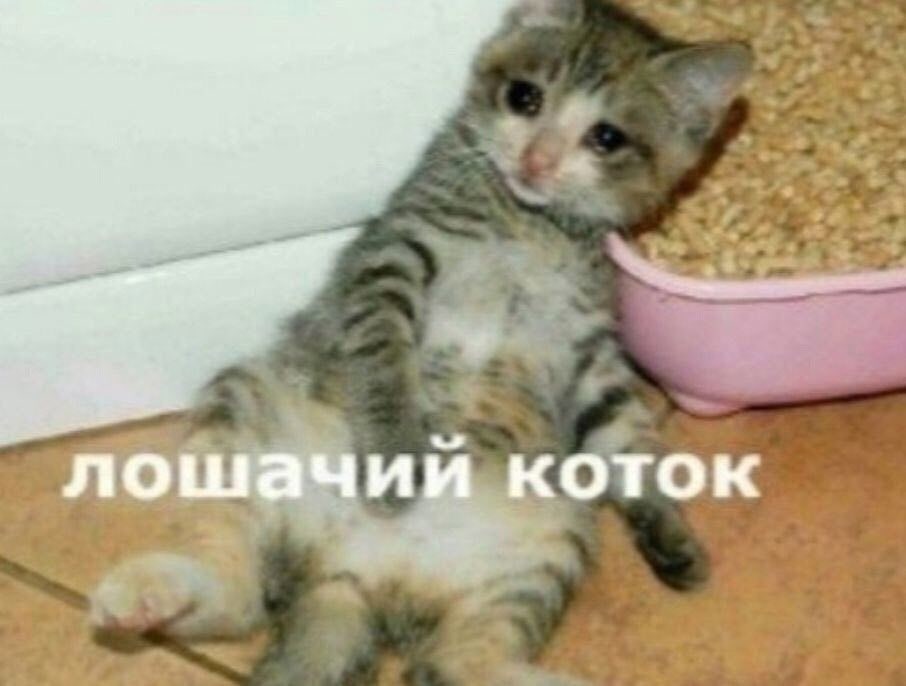 лошачии коток
