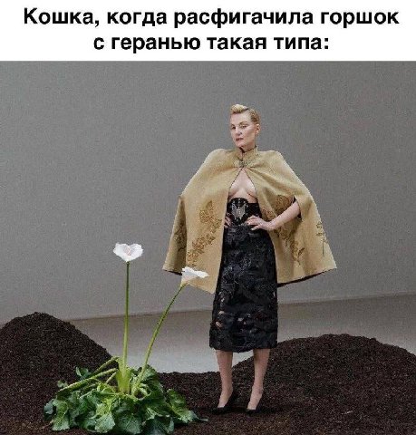 Кошка, когда расфигачила горшок с геранью такая типа: