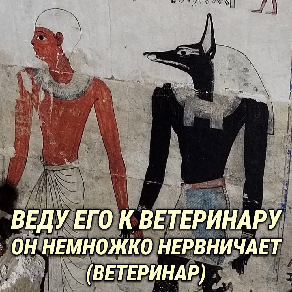 ВЕДУ ЕГО К ВЕТЕРИНАРУ ОН НЕМНОЖКО НЕРВНИЧАЕТ (ВЕТЕРИНАР)