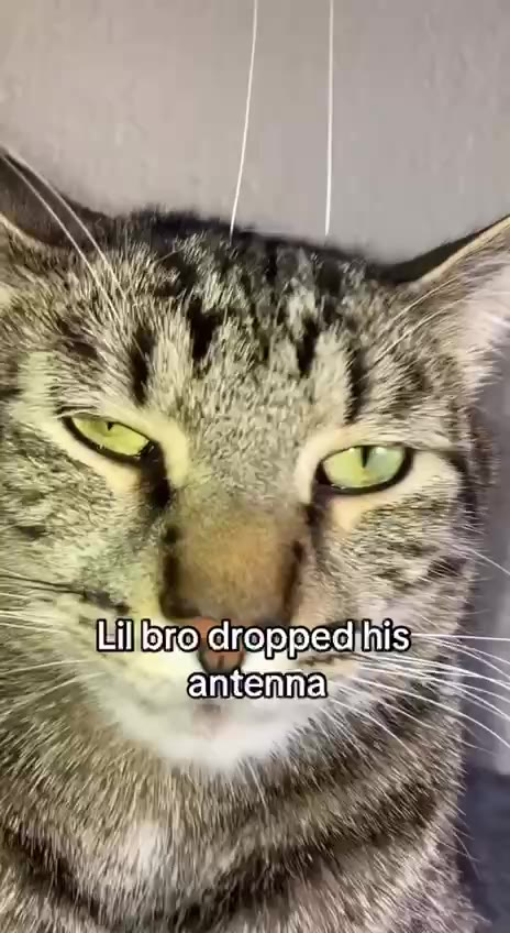 = Lillbro,droppedihis = АИ Ьсо агоррес =