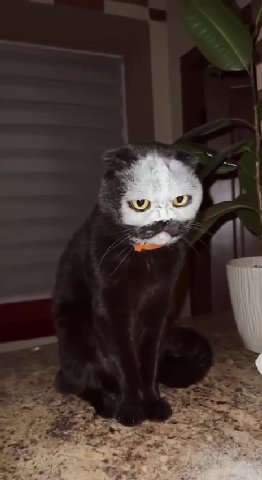 мем
