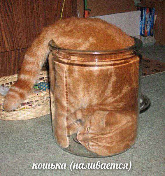 at кошька (наливается)