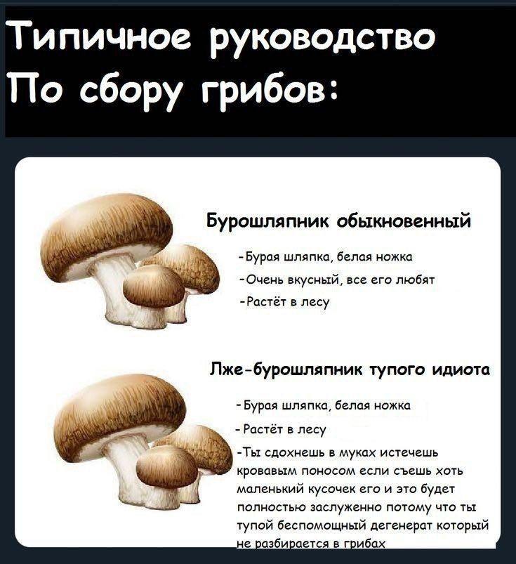Типичное руководство По сбору грибов: Бурошляпник обыкновенный -Бурая шляпка, белая ножка -Очень вкусный, все ero любят -Растёт в лесу Лже-бурошляпник тупого идиота -Бурая шляпка, белая ножка Растёт в