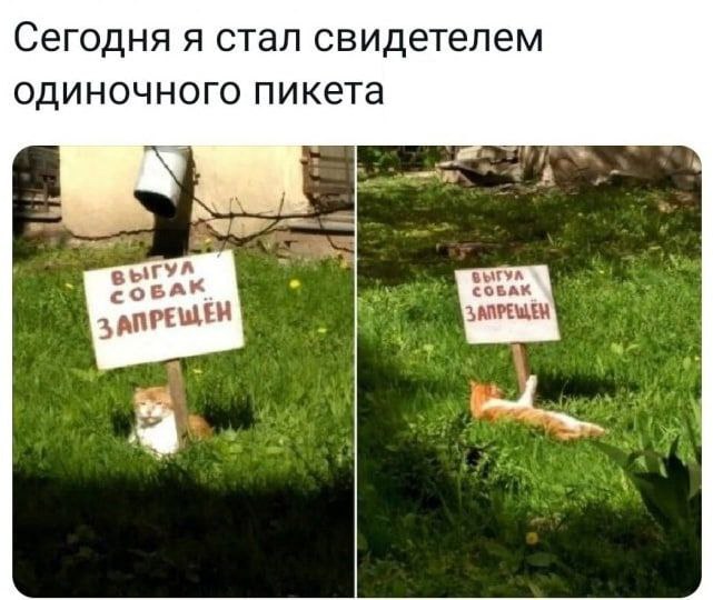 Сегодня я стал свидетелем одиночного пикета a> ЫГУЛ СОРА СОБАК