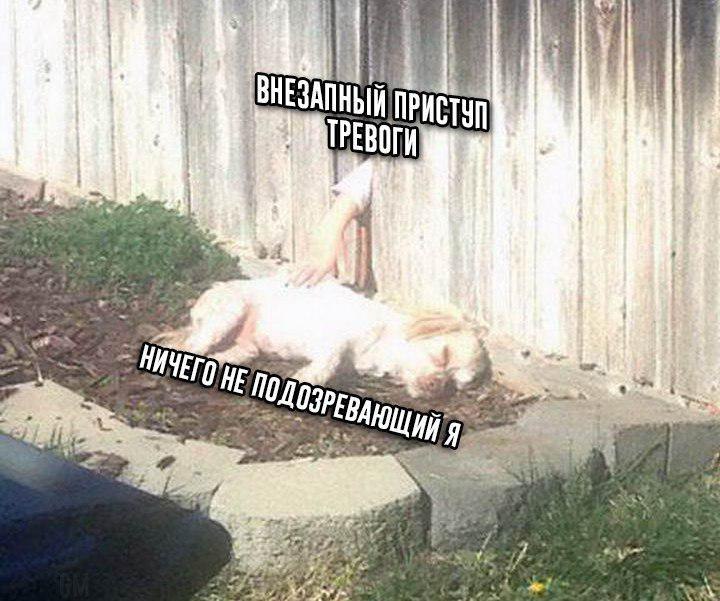 шутка дня (не шутка)