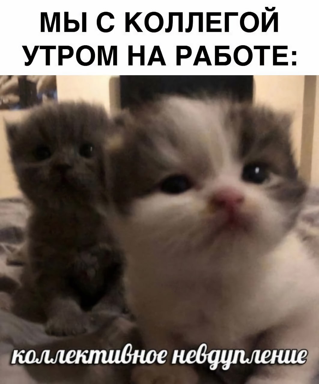 МЫ С КОЛЛЕГОЙ УТРОМ НА РАБОТЕ: коллективное невдупление