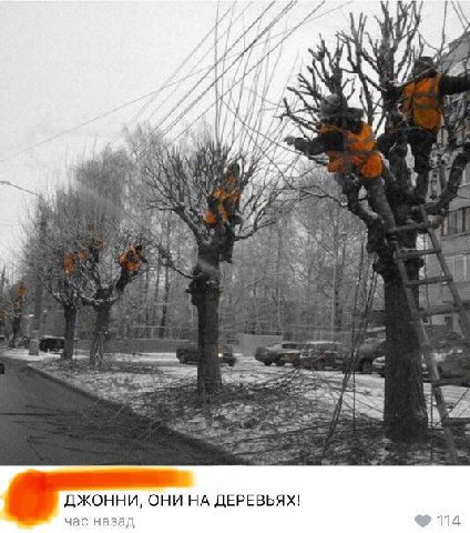 AN и a 17 A 4 a a ДЖОННИ, ОНИ ДЕРЕВЬЯХ! час назад 114