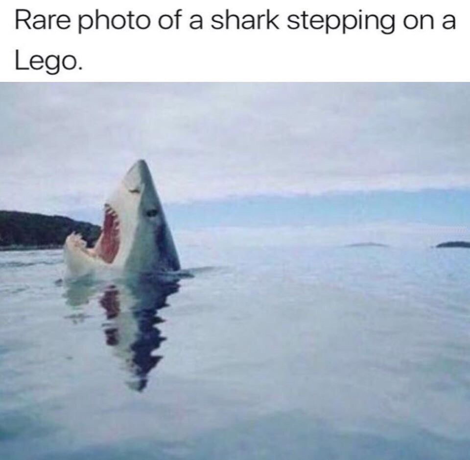 Rare photo of a shark stepping а Lego.