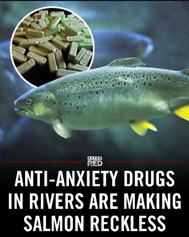 ANTI-ANXIETY DRUGS IN RIVERS ARE MAKING SALMON RECKLESS