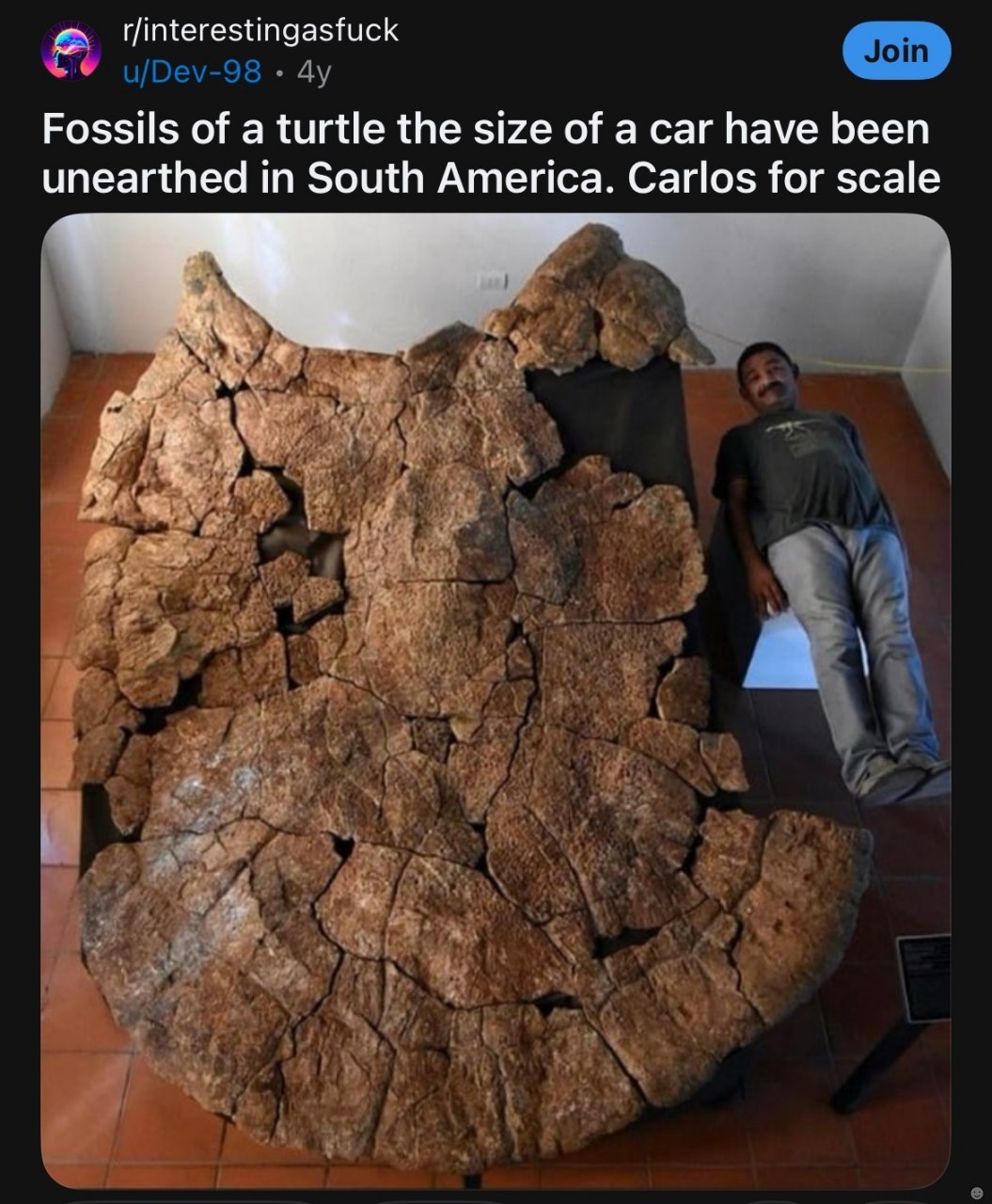 r/interestingasfuck Fossils of a turtle the size of a car have been unearthed in South America. Carlos for scale