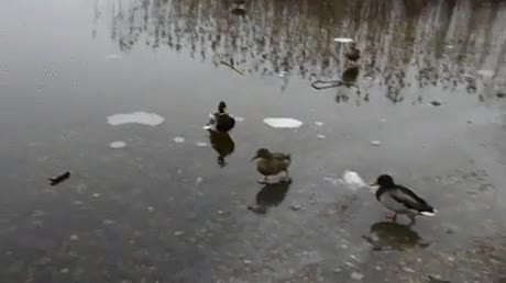 A у
