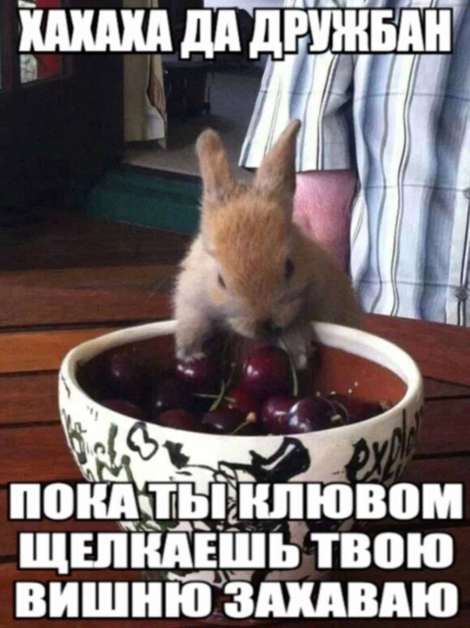ХАКАКА ДА nok клювом TBOW ВИШНЮ ЗАХАВАЮ