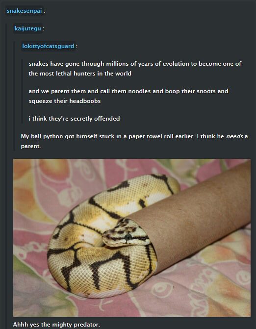 snakesenpai Кацитеди lokittyofcatsguard snakes have gone through millions of years of evolution to become one of the most lethal hunters in the world and we parent them and call them noodles and boop 
