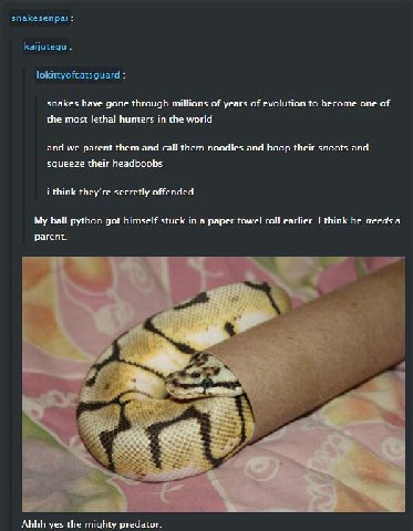 snakesenpai Кацитеди lokittyofcatsguard snakes have gone through millions of years of evolution to become one of the most lethal hunters in the world and we parent them and call them noodles and boop 