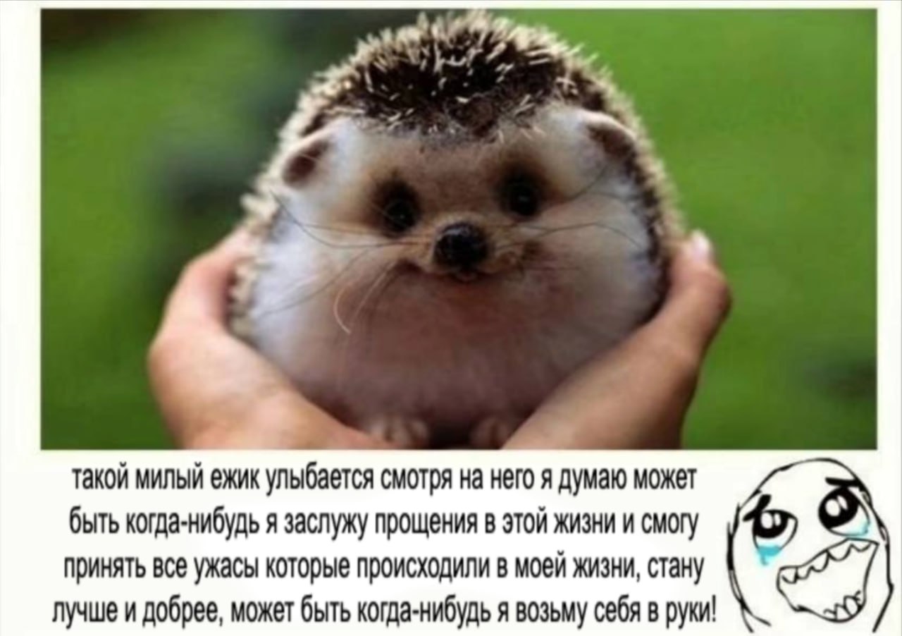 такой милый ежик улыбается смотря на него я думаю может быть когда-нибудь я заслужу прощения в этой жизни и смогу принять все ужасы которые происходили в моей жизни, стану лучше и добрее, может быть к