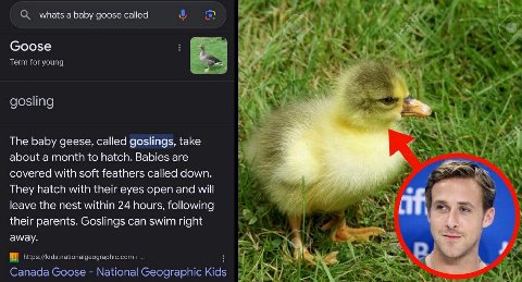 whats а baby goose called у Соозе В 3 The baby geese, called goslings, take about a month to hatch. Babies are covered with soft feathers called down. They hatch with their eyes open and will leave th