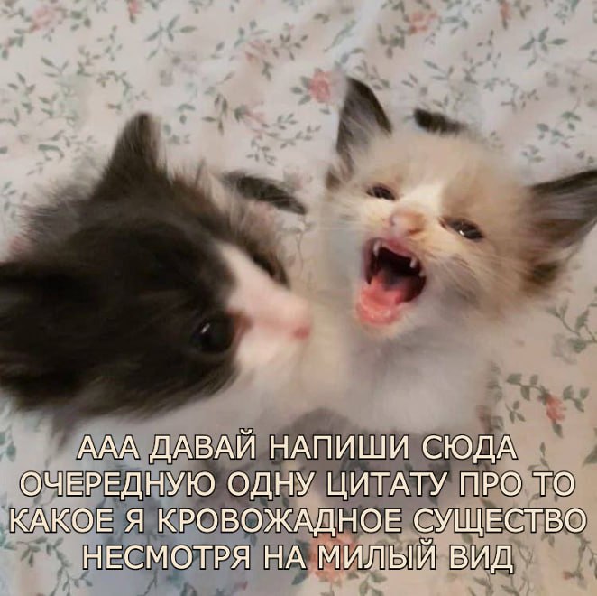 ААА ДАВАИ НАПИШИ СЮДА ОЧЕРЕДНУЮ ОДНУ ЦИТАТУ ПРО ТО КАКОЕ Я КРОВОЖАДНОЕ СУЩЕСТВО НЕСМОТРЯ НА Милый ВИД
