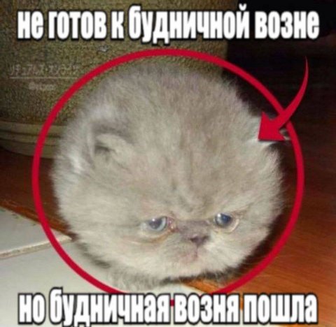 неготовк будничной возне „но будничная возня пошла