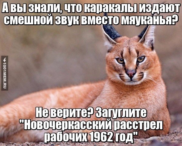 A BbI знали, что каракалы издают смешной звук вместо мяуканья? 4 неверите? Загуглите "Новочеркасский расстрел год"
