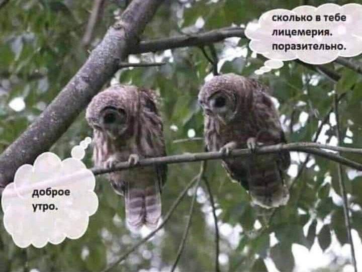 a7 сколько в тебе лицемерия. поразительно. доброе утро. 4